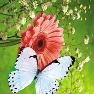 Meet your Posher, Doris